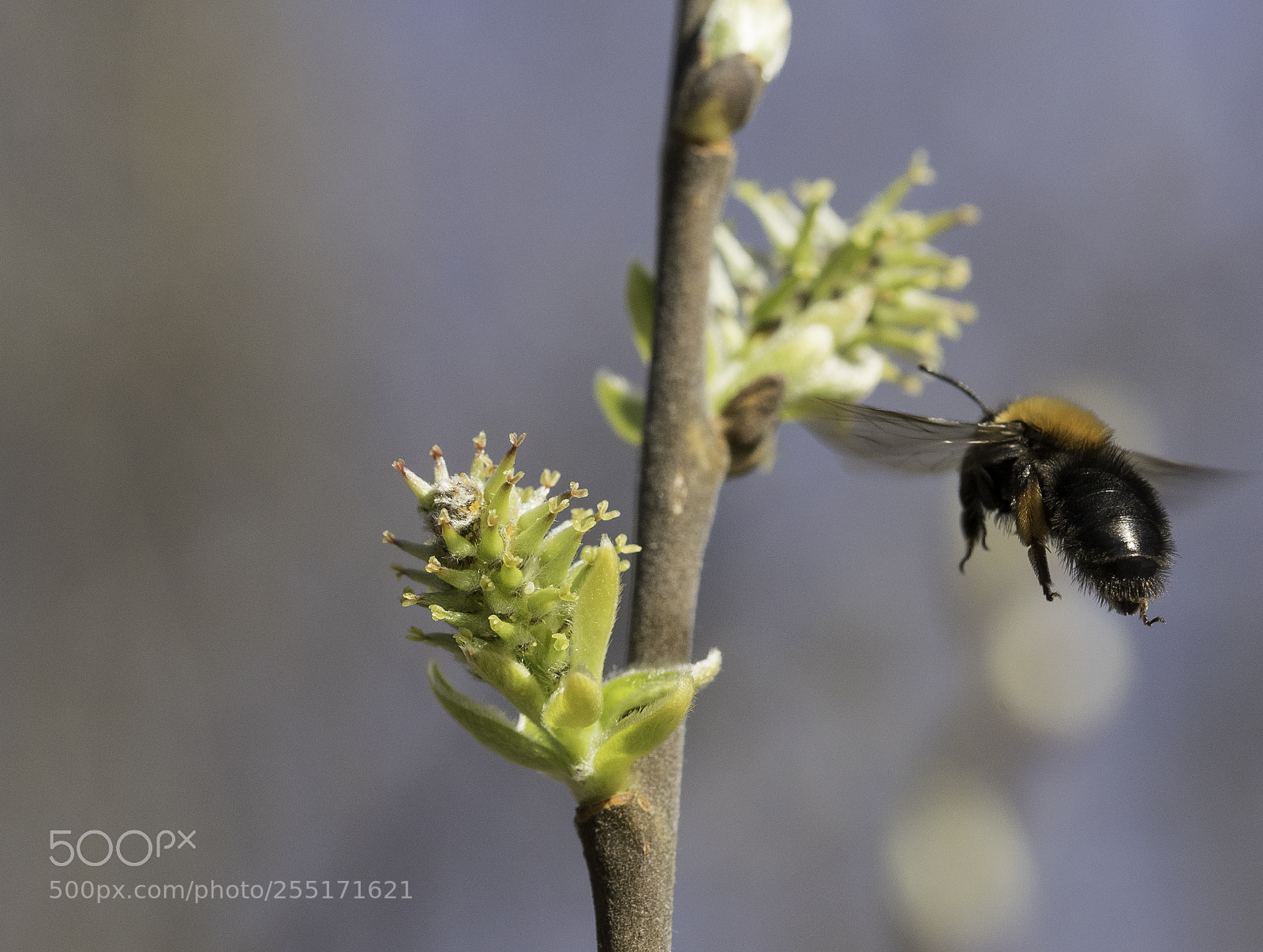 Nikon D5300 sample photo. Insects and butterflies photography