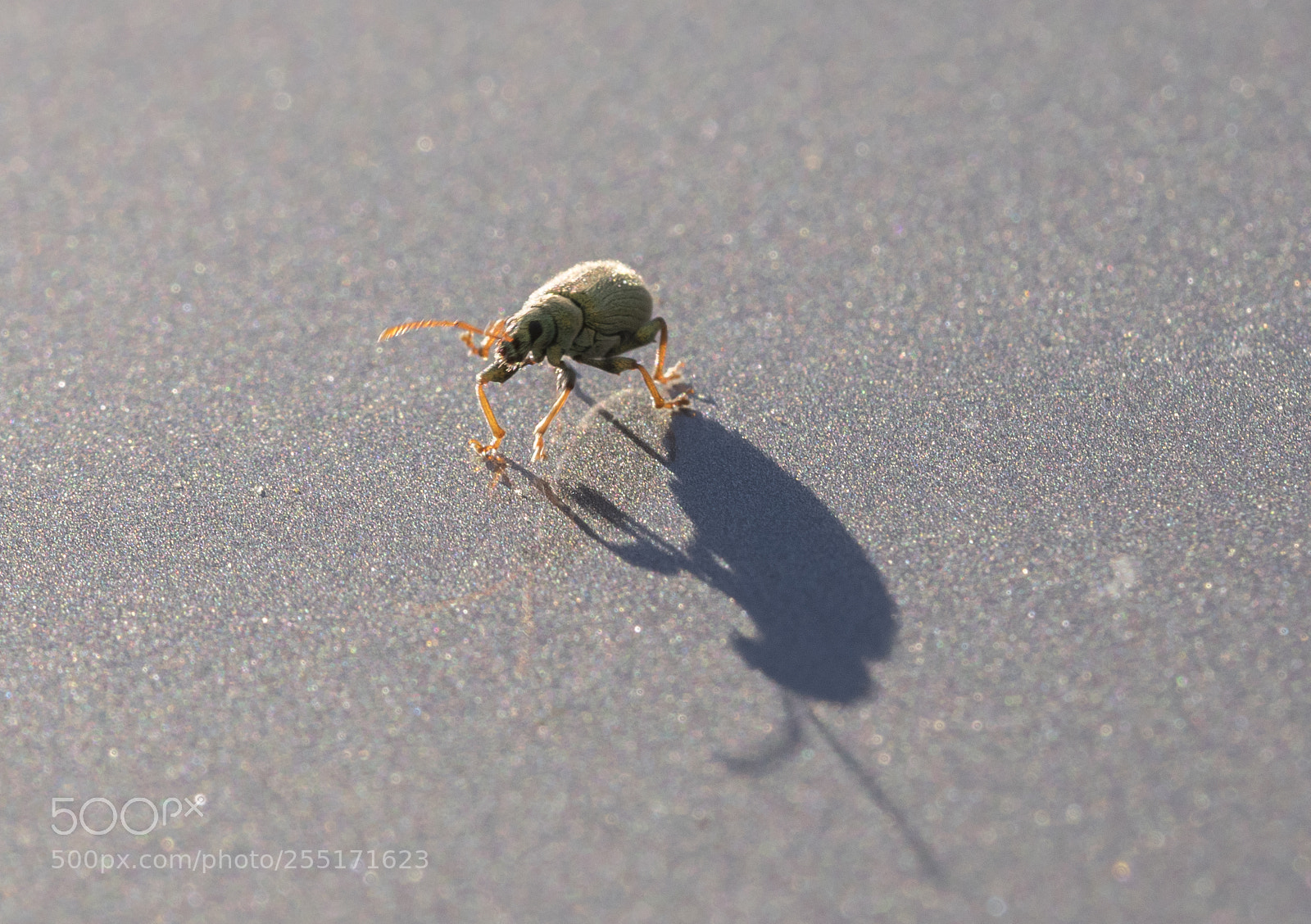 Nikon D5300 sample photo. Insects and butterflies photography
