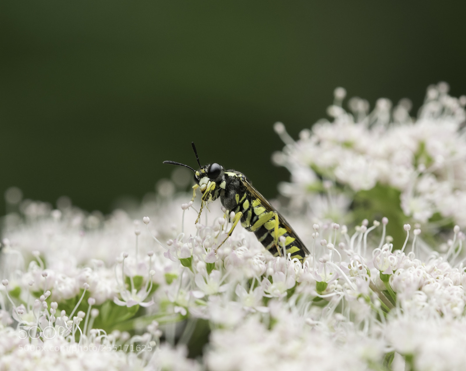 Nikon D5300 sample photo. Insects and butterflies photography
