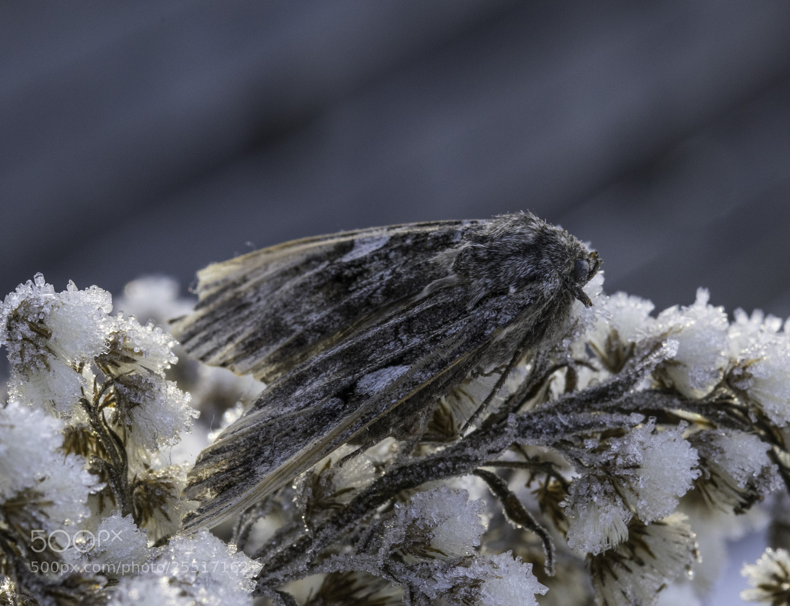 Nikon D5300 sample photo. Insects and butterflies photography