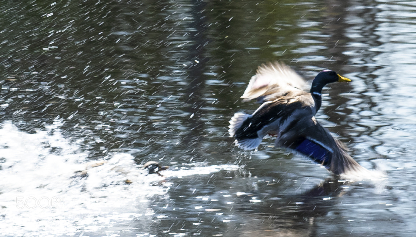 Nikon D850 sample photo. Ok i can fly photography