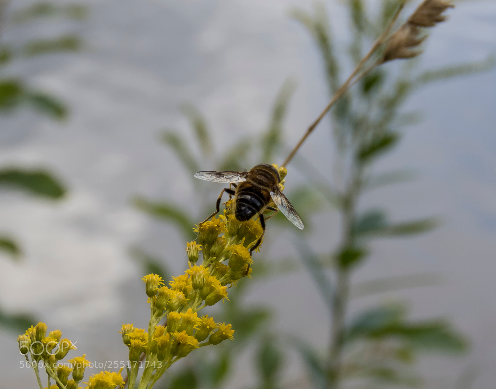 Canon PowerShot SX60 HS sample photo. Insects and butterflies photography