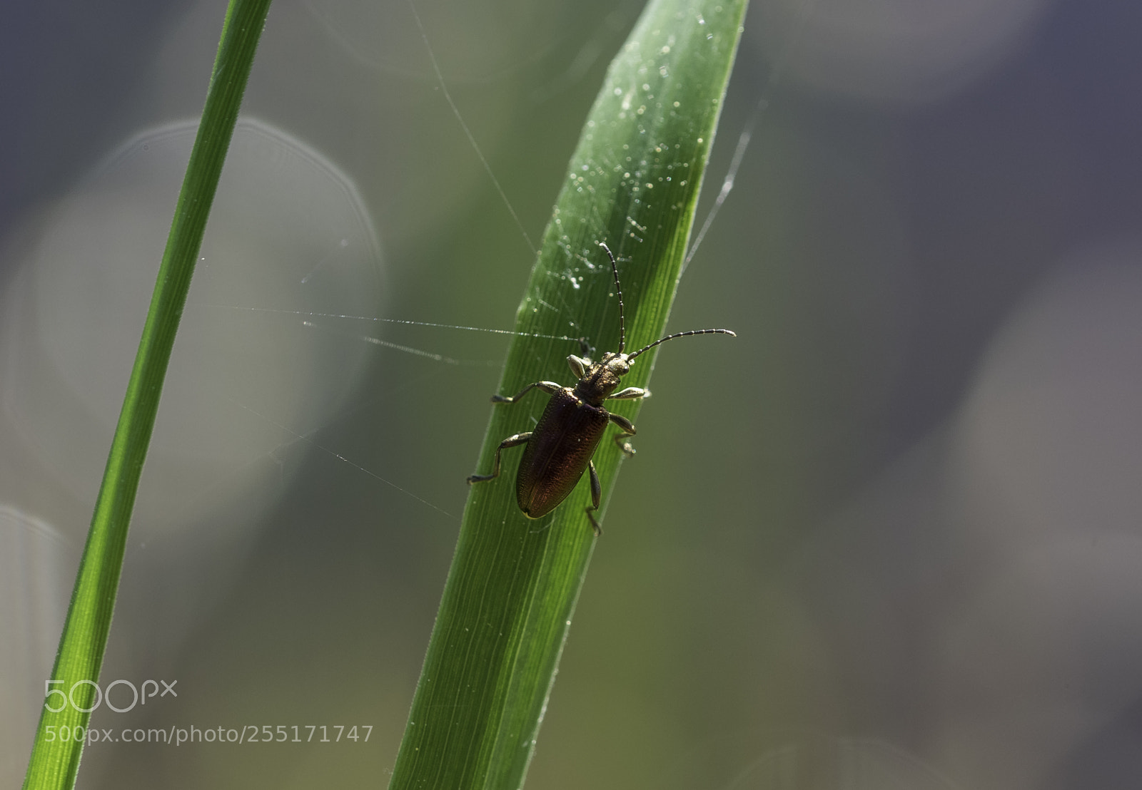 Nikon D5300 sample photo. Insects and butterflies photography