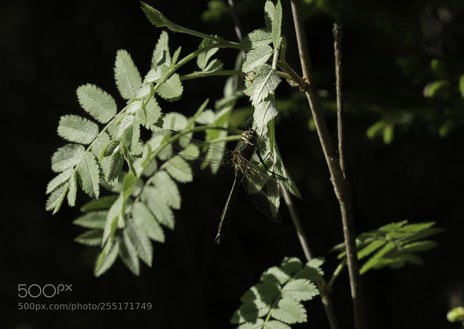 Nikon D5300 sample photo. Insects and butterflies photography