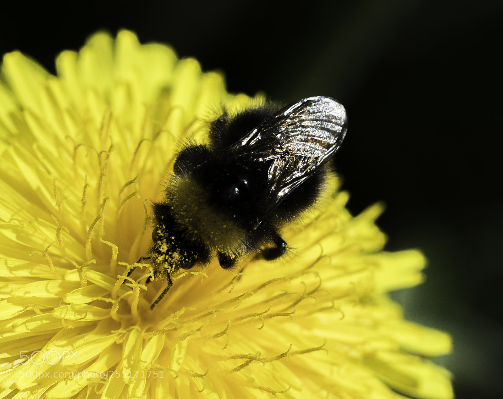 Nikon D5300 sample photo. Insects and butterflies photography