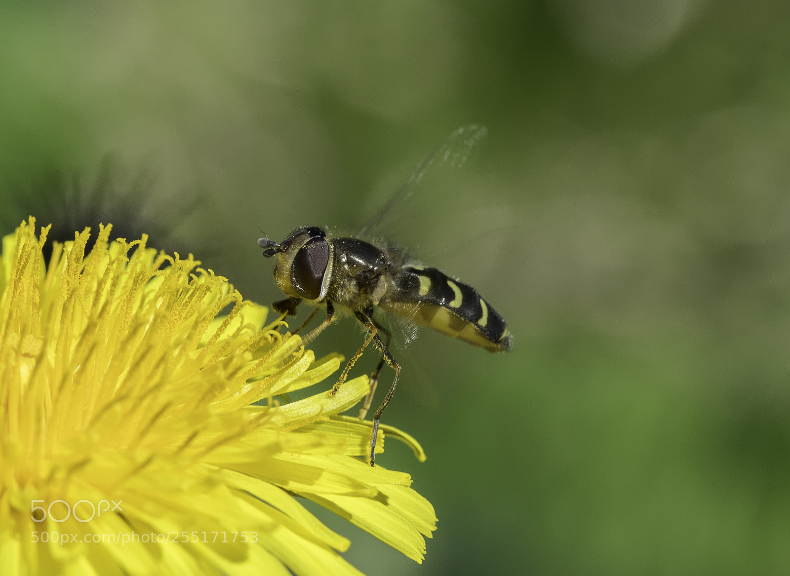 Nikon D5300 sample photo. Insects and butterflies photography