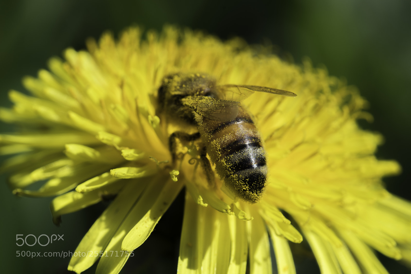 Nikon D5300 sample photo. Insects and butterflies photography