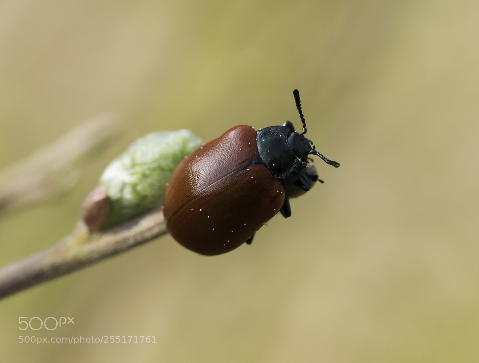 Nikon D5300 sample photo. Insects and butterflies photography