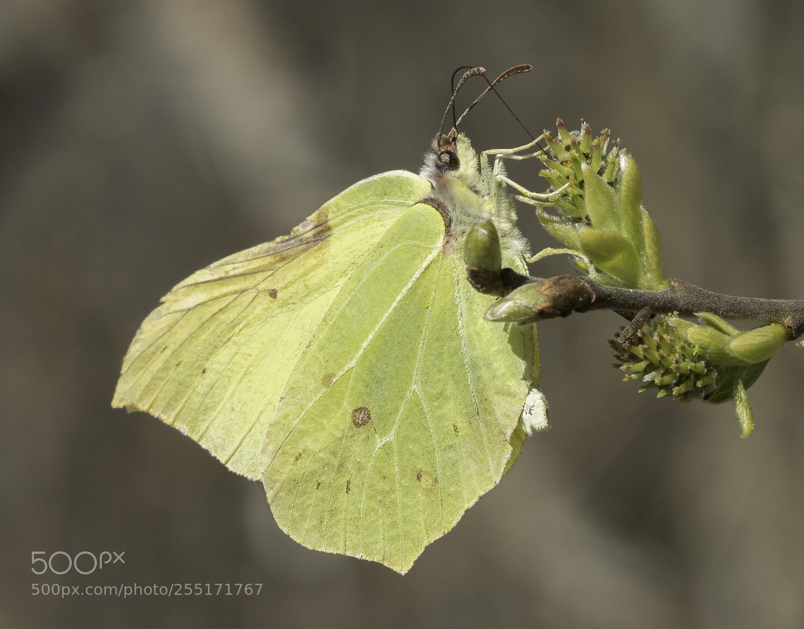 Nikon D5300 sample photo. Insects and butterflies photography
