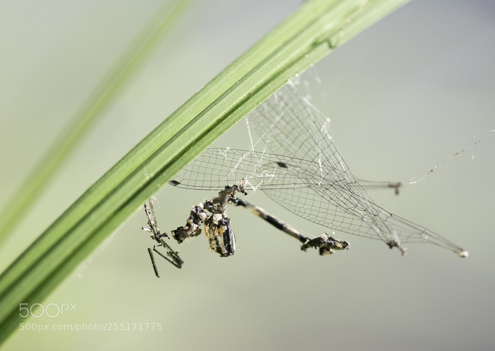 Nikon D5300 sample photo. Insects and butterflies photography