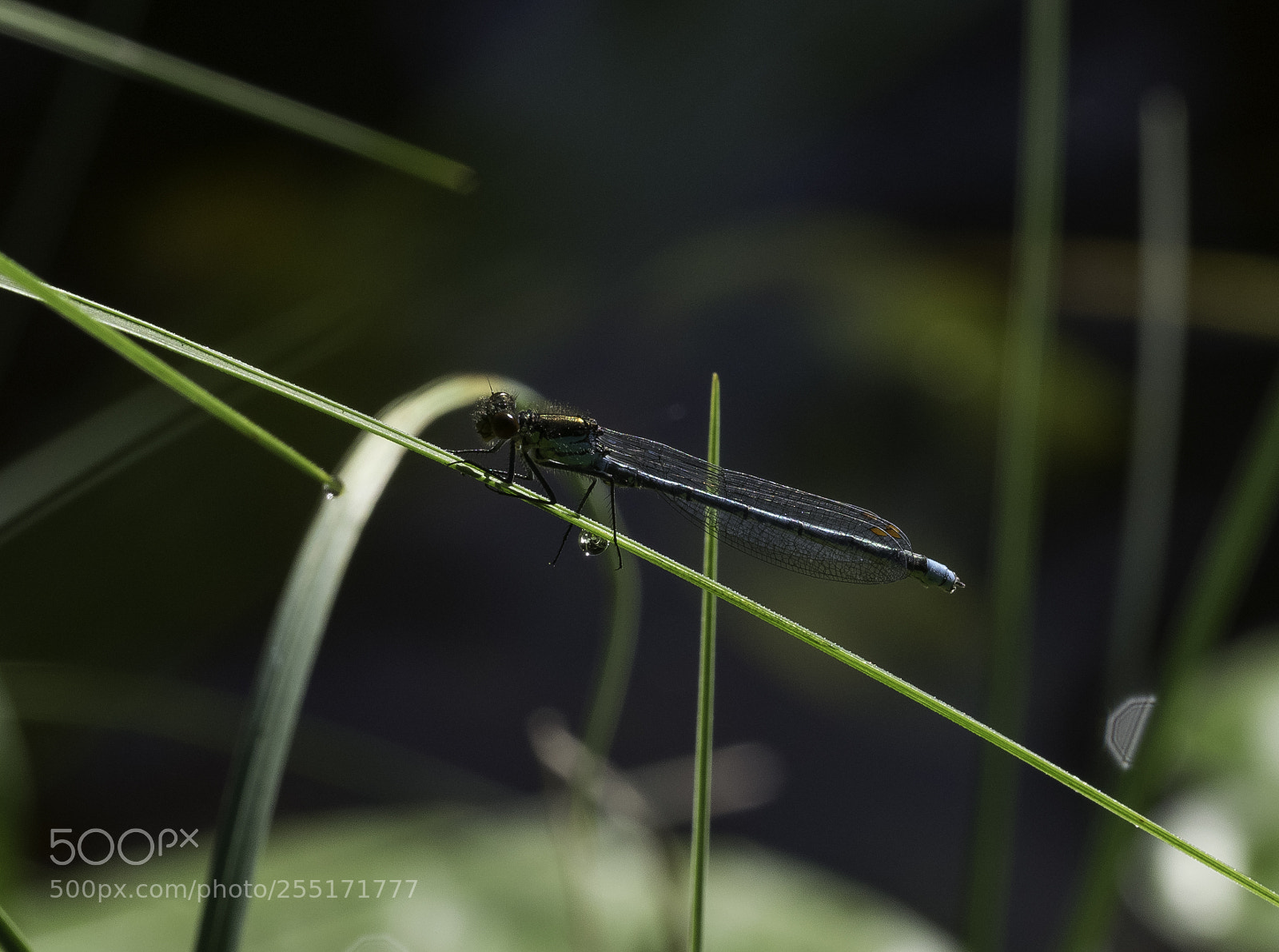 Nikon D5300 sample photo. Insects and butterflies photography