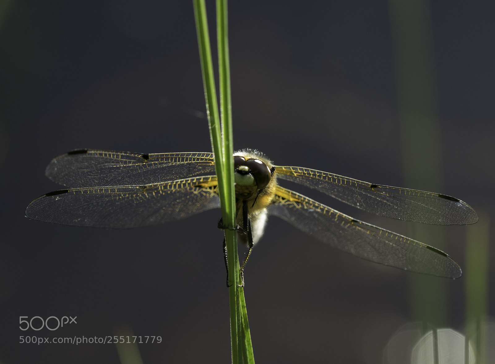 Nikon D5300 sample photo. Insects and butterflies photography