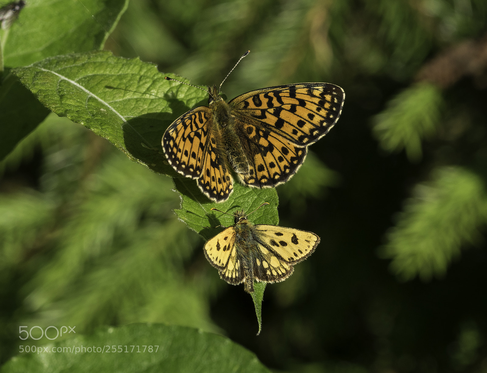 Nikon D5300 sample photo. Insects and butterflies photography