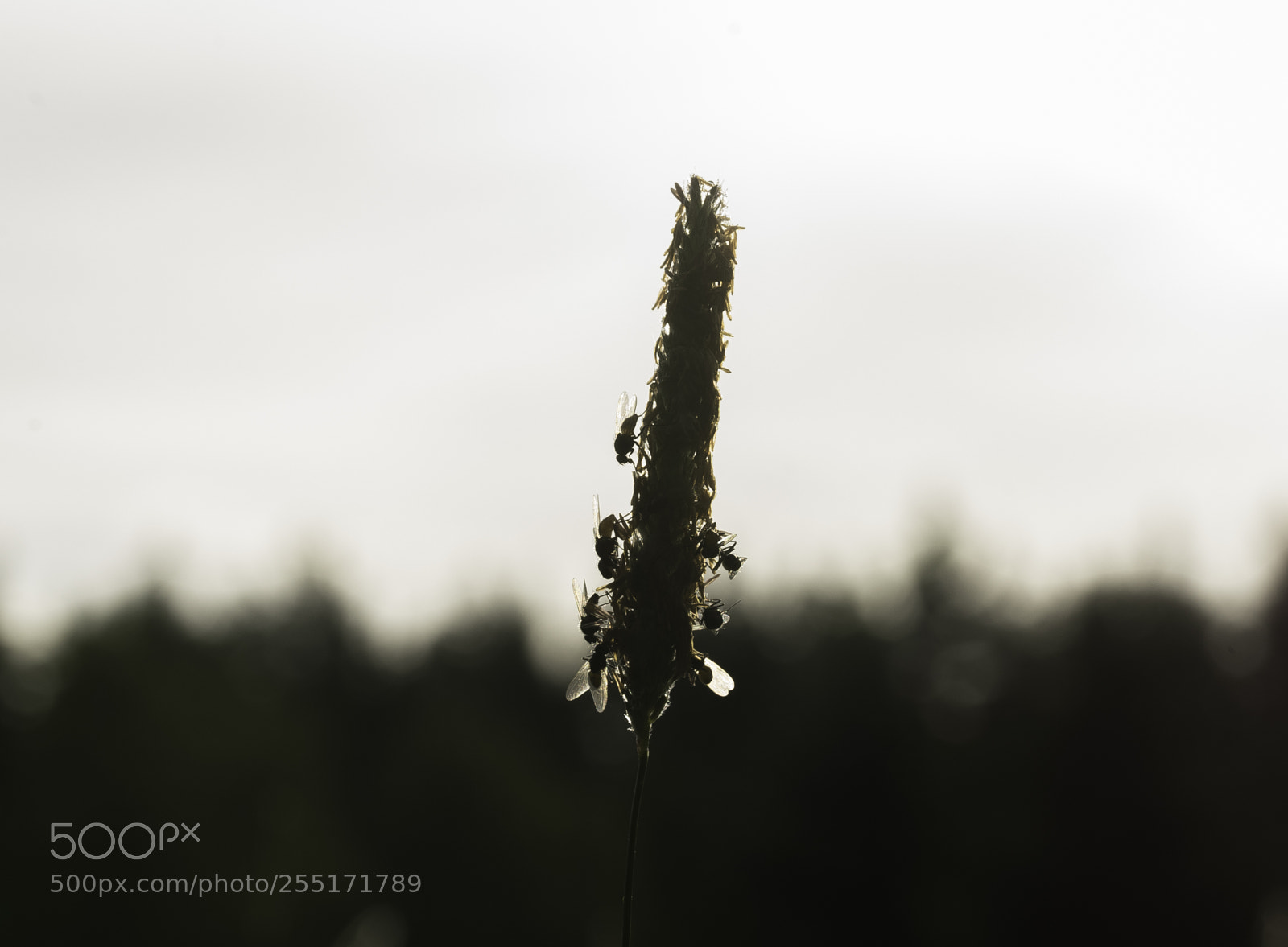 Nikon D5300 sample photo. Insects and butterflies photography