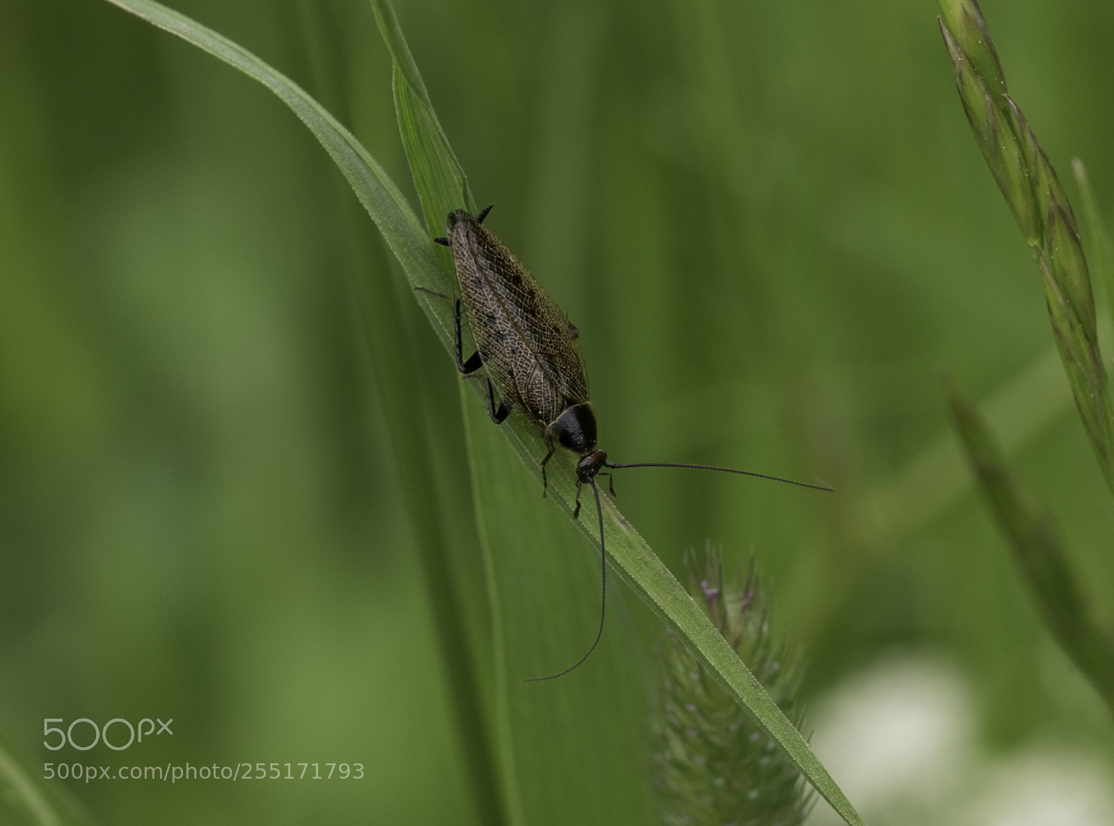 Nikon D5300 sample photo. Insects and butterflies photography