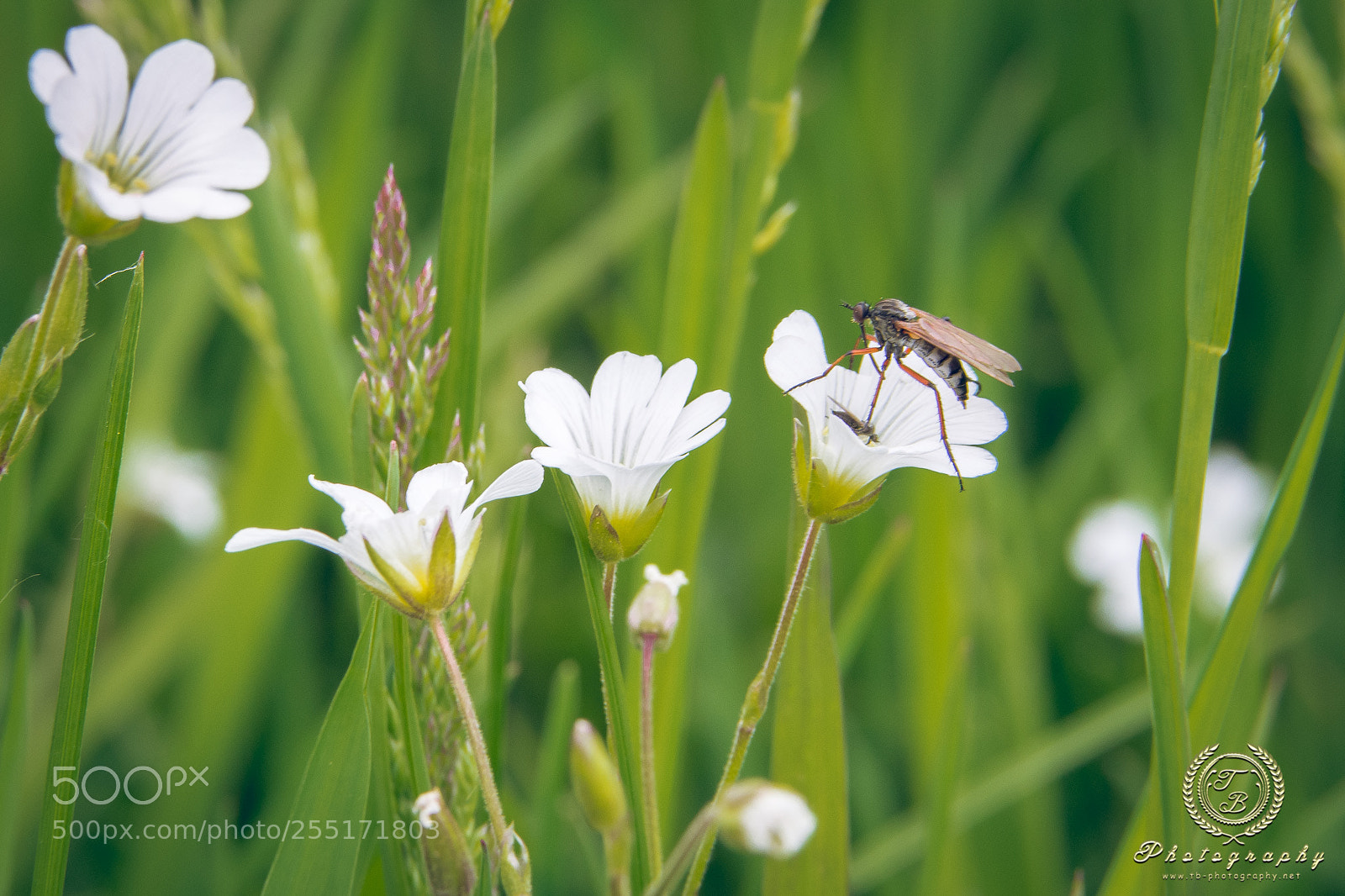 Nikon D7200 sample photo. M cke auf bl photography