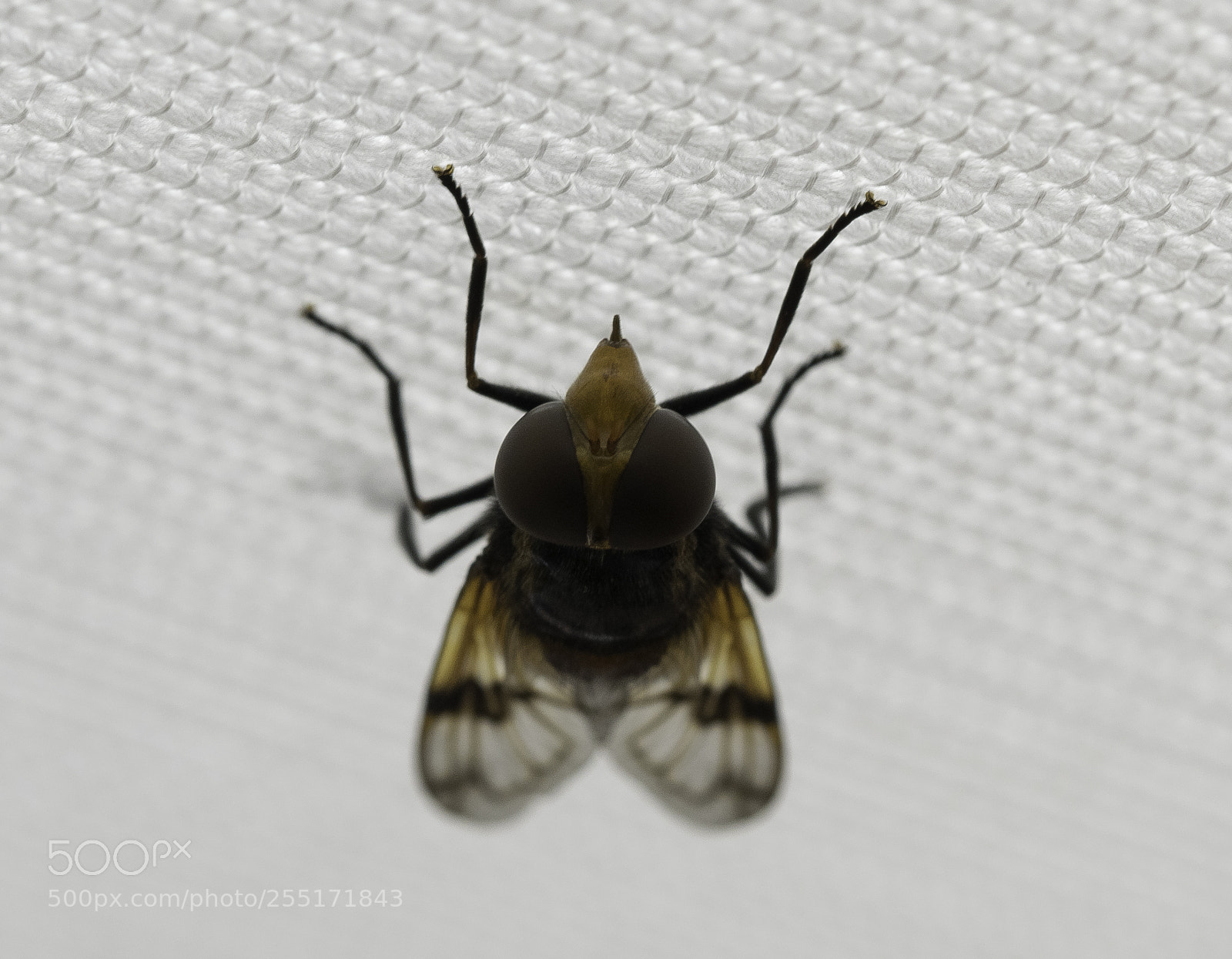 Nikon D5300 sample photo. Insects and butterflies photography