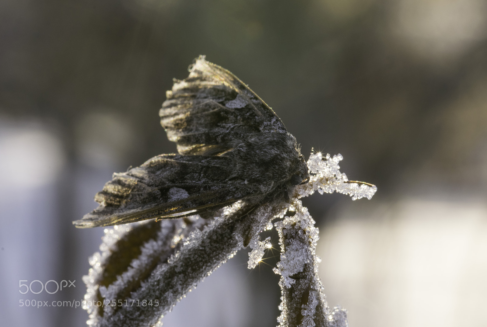 Nikon D5300 sample photo. Insects and butterflies photography