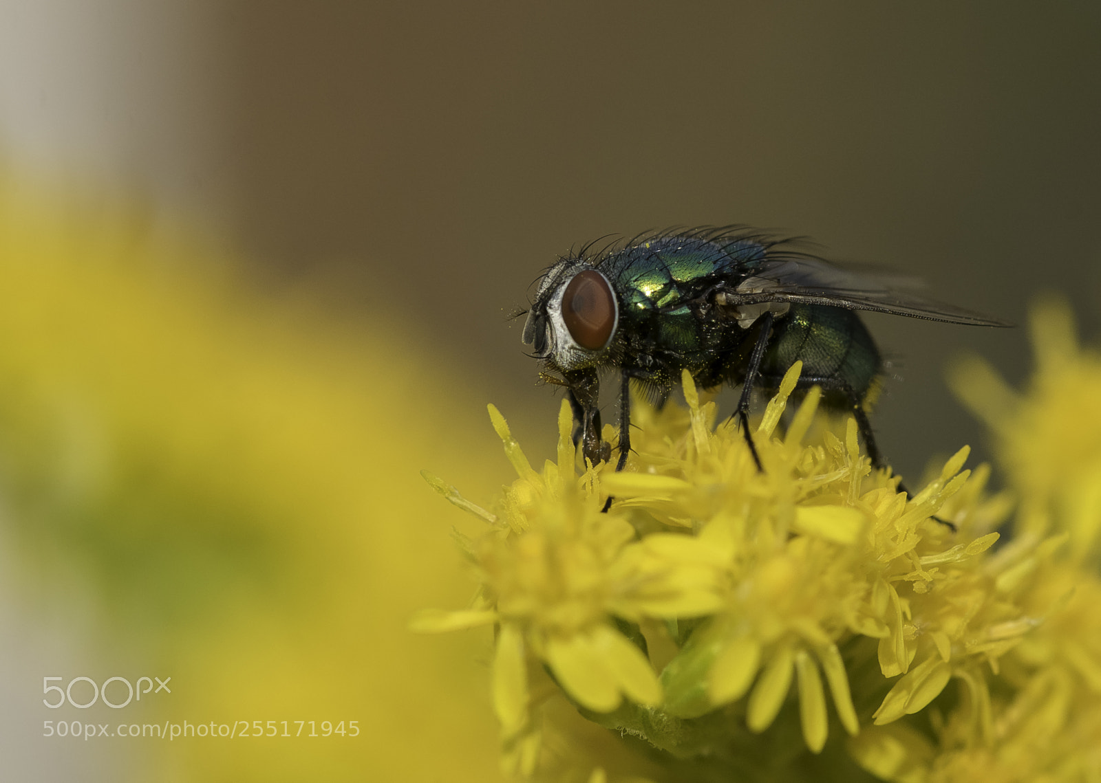 Nikon D5300 sample photo. Insects and butterflies photography