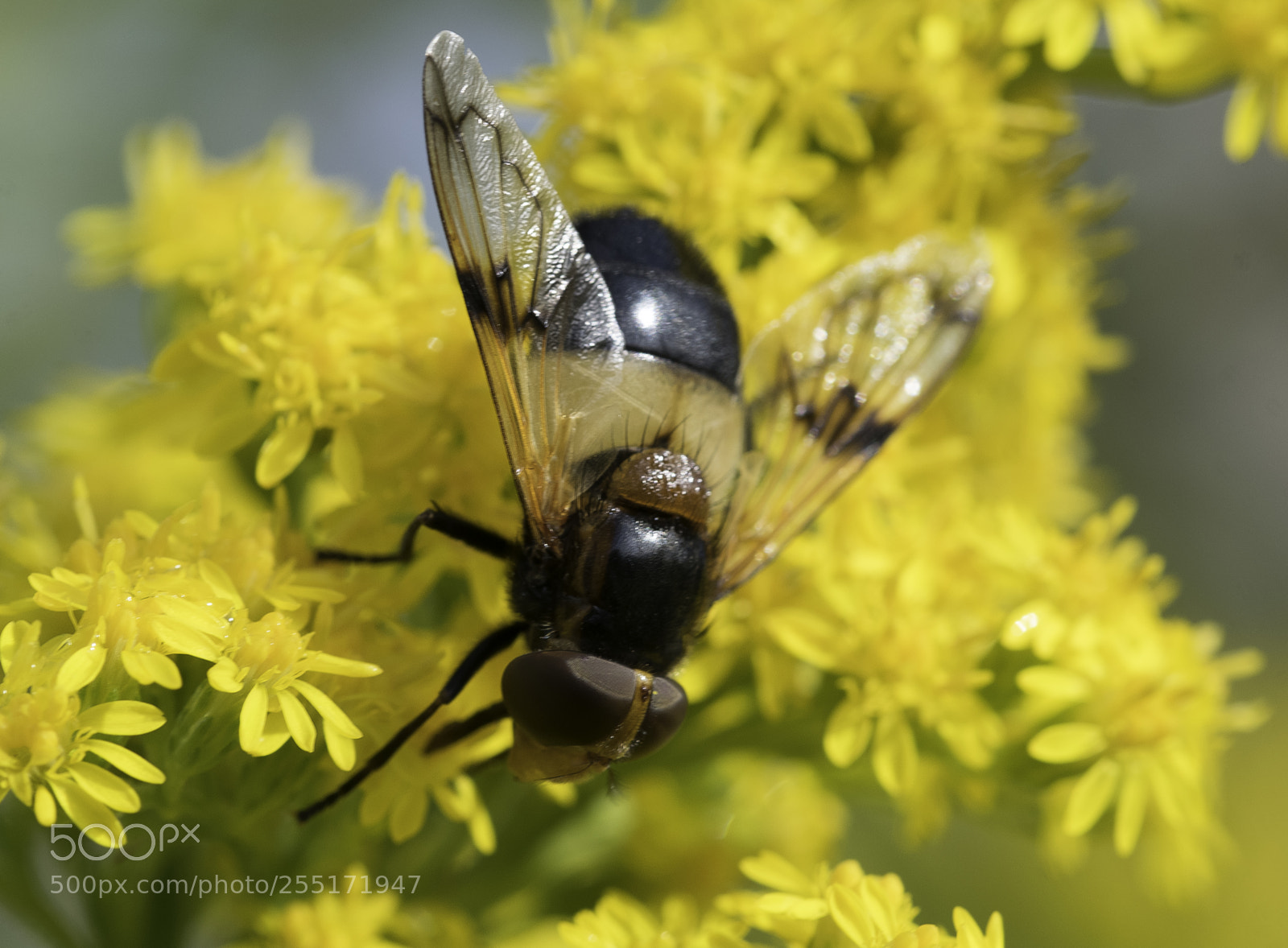 Nikon D5300 sample photo. Insects and butterflies photography
