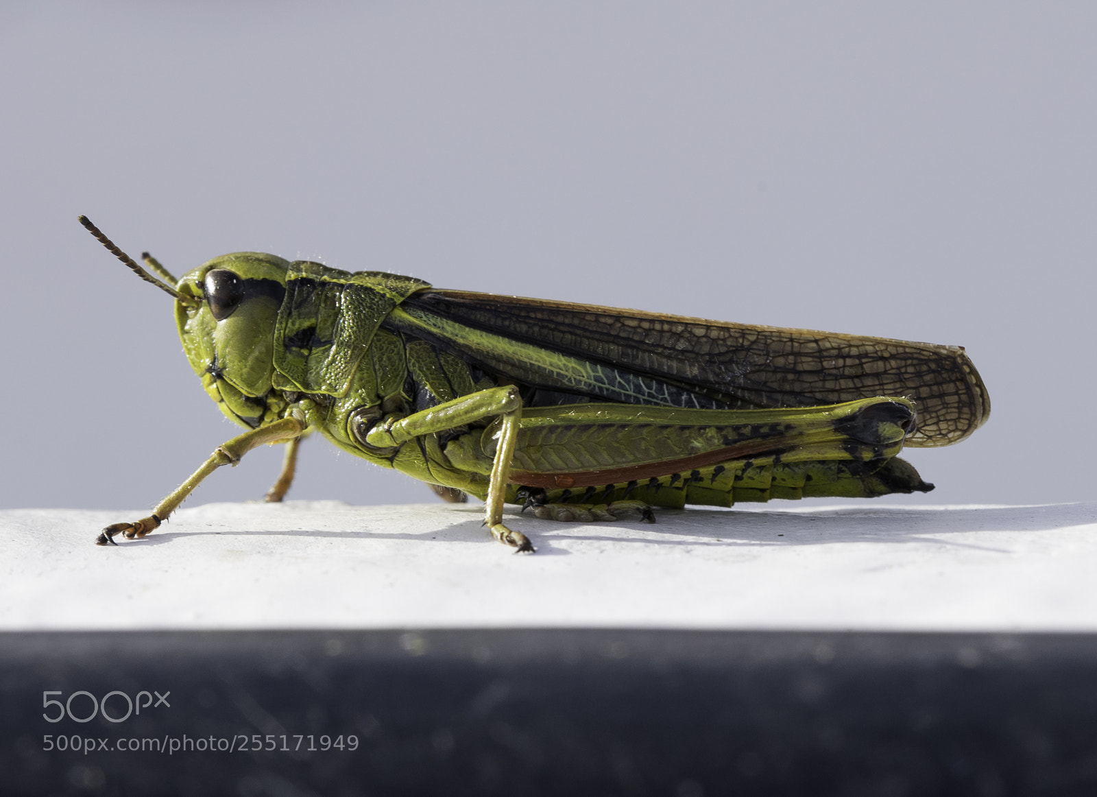 Nikon D5300 sample photo. Insects and butterflies photography