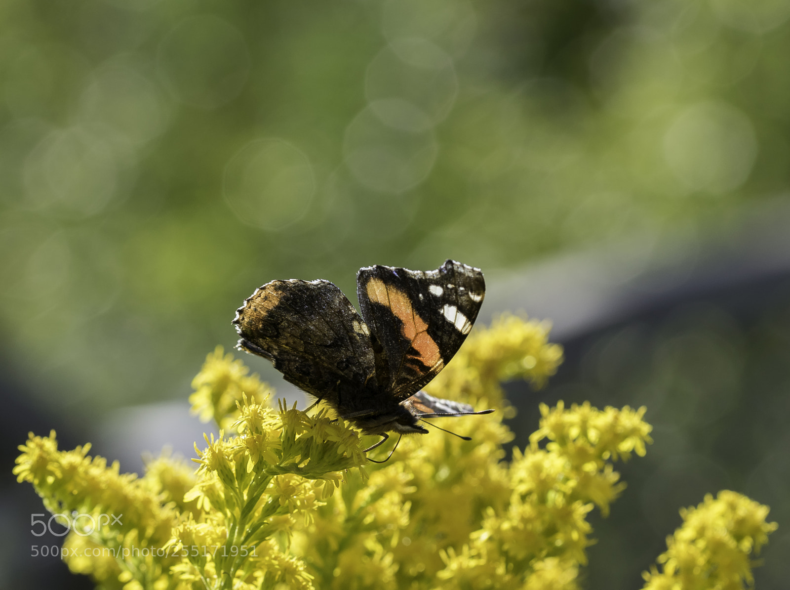 Nikon D5300 sample photo. Insects and butterflies photography