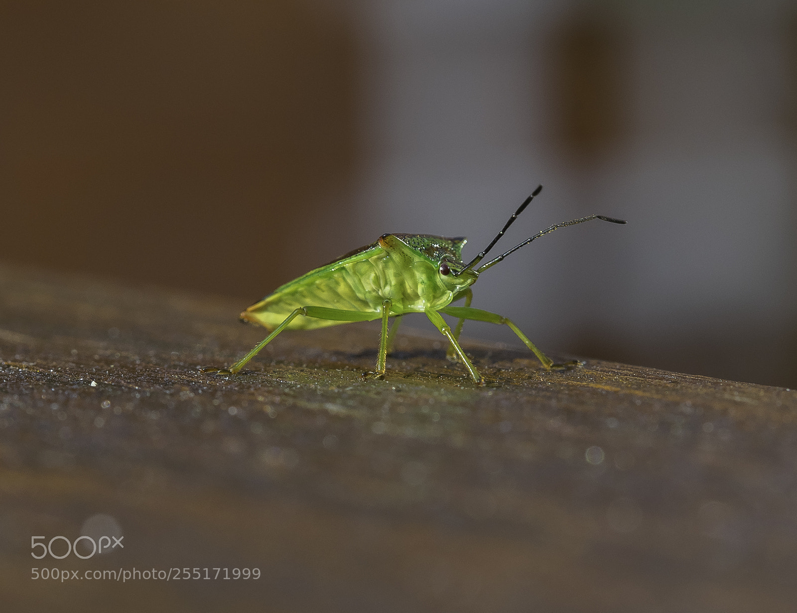 Nikon D5300 sample photo. Insects and butterflies photography