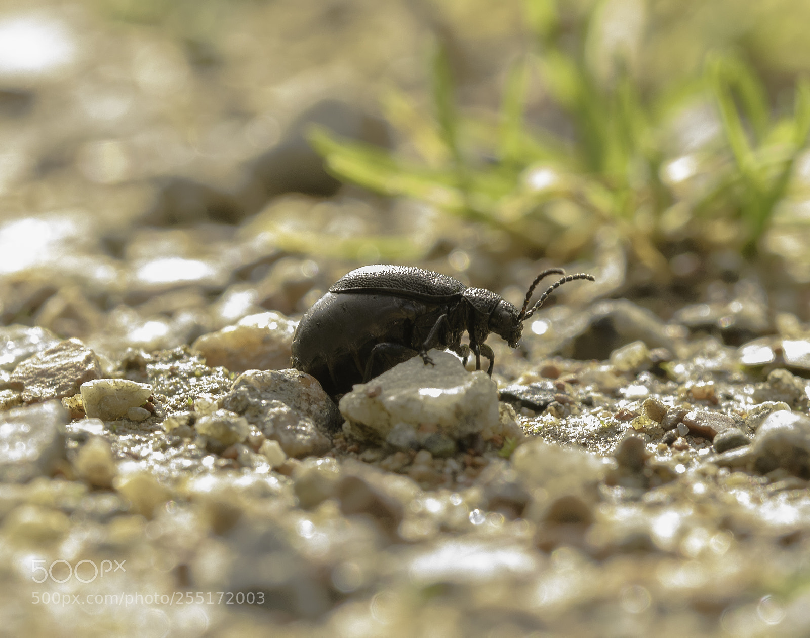 Nikon D5300 sample photo. Insects and butterflies photography