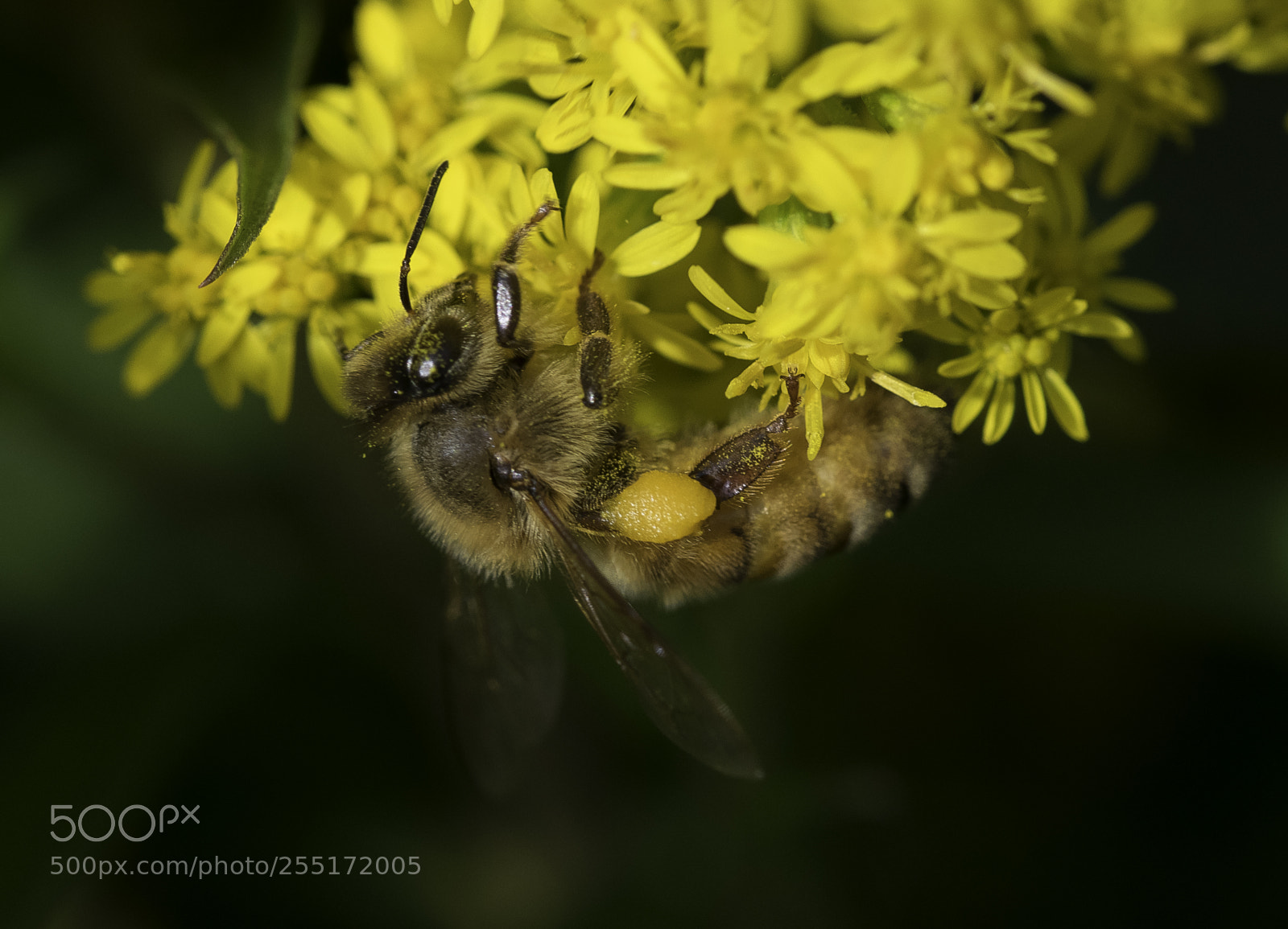 Nikon D5300 sample photo. Insects and butterflies photography