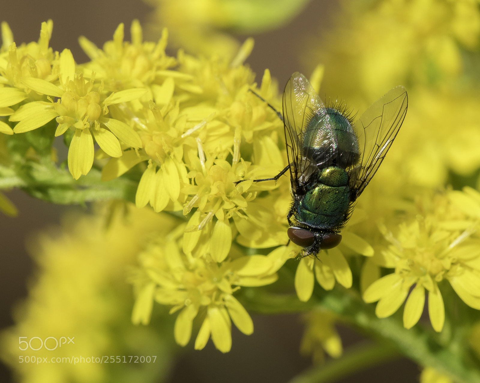 Nikon D5300 sample photo. Insects and butterflies photography