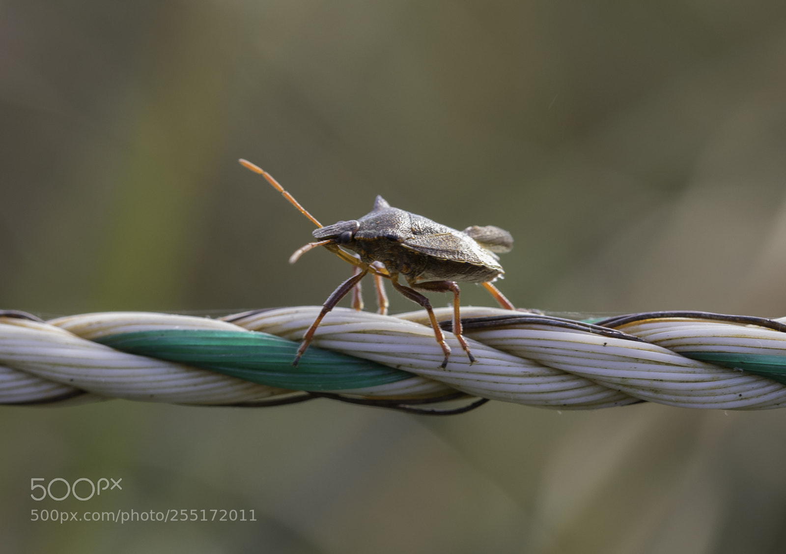 Nikon D5300 sample photo. Insects and butterflies photography