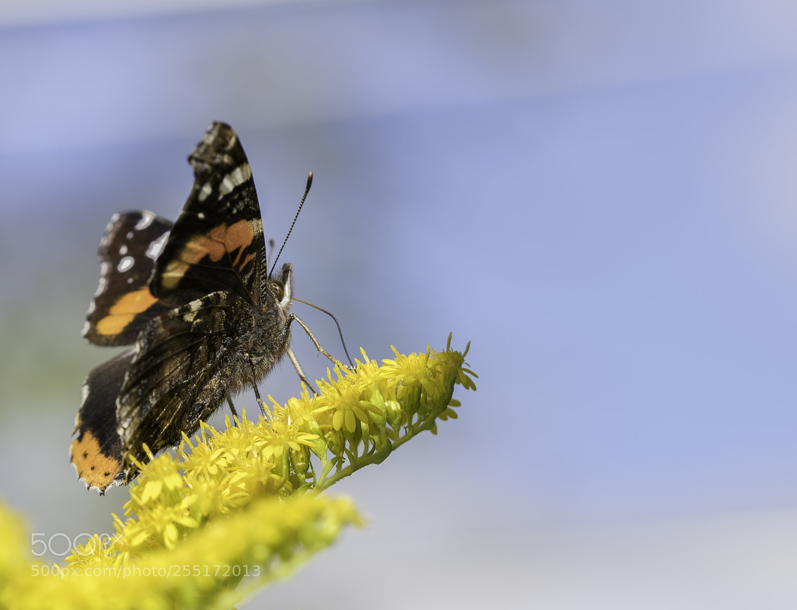 Nikon D5300 sample photo. Insects and butterflies photography
