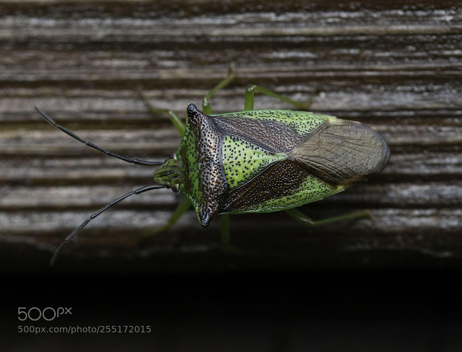 Nikon D5300 sample photo. Insects and butterflies photography