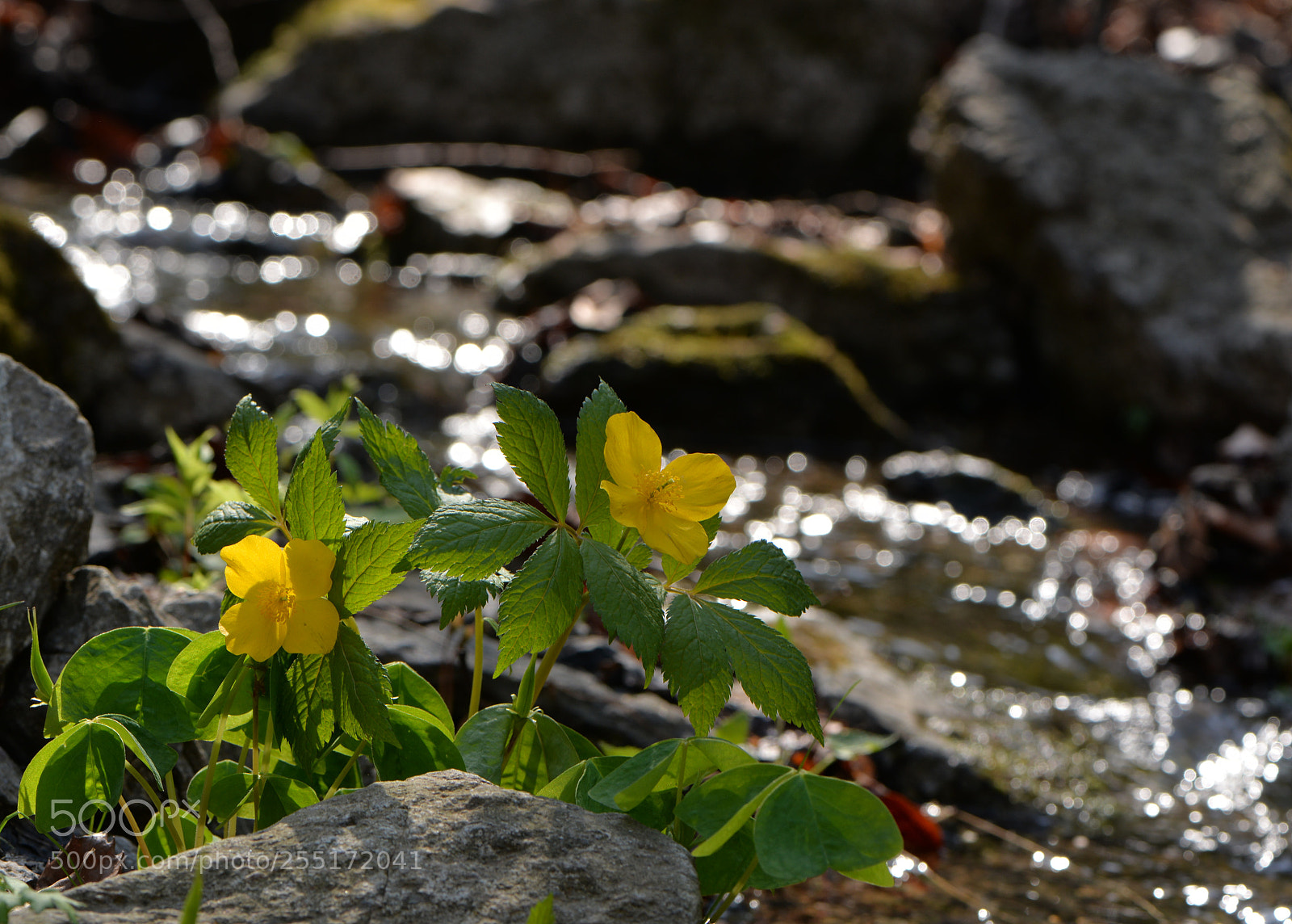 Nikon D610 sample photo. Untitled photography