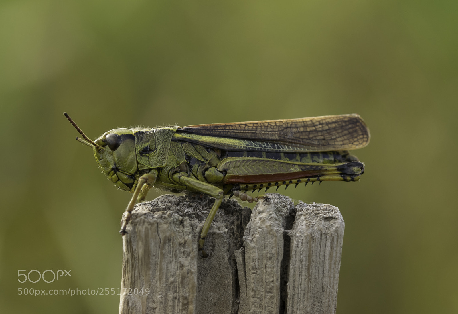 Nikon D5300 sample photo. Insects and butterflies photography