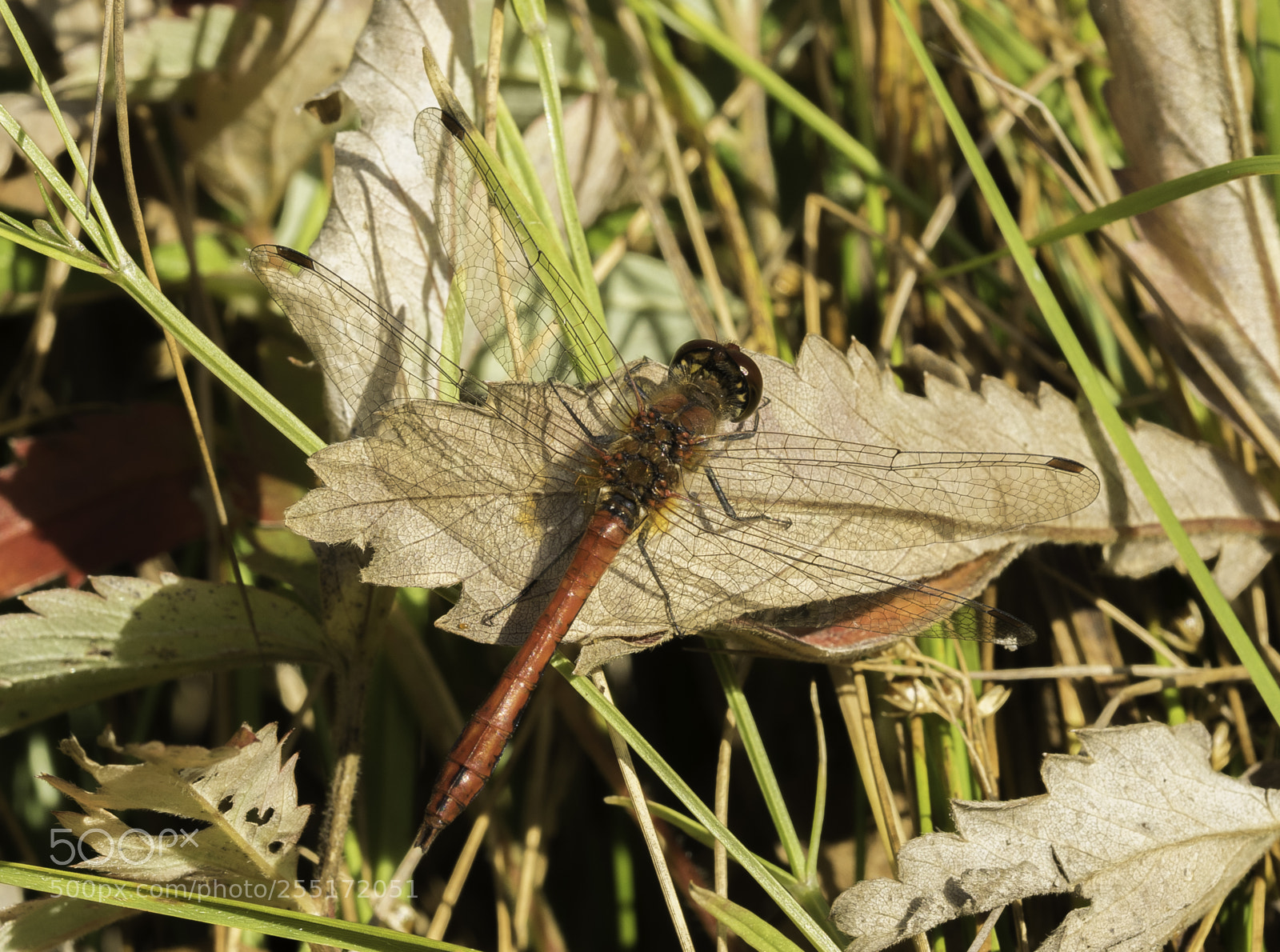 Nikon D5300 sample photo. Insects and butterflies photography