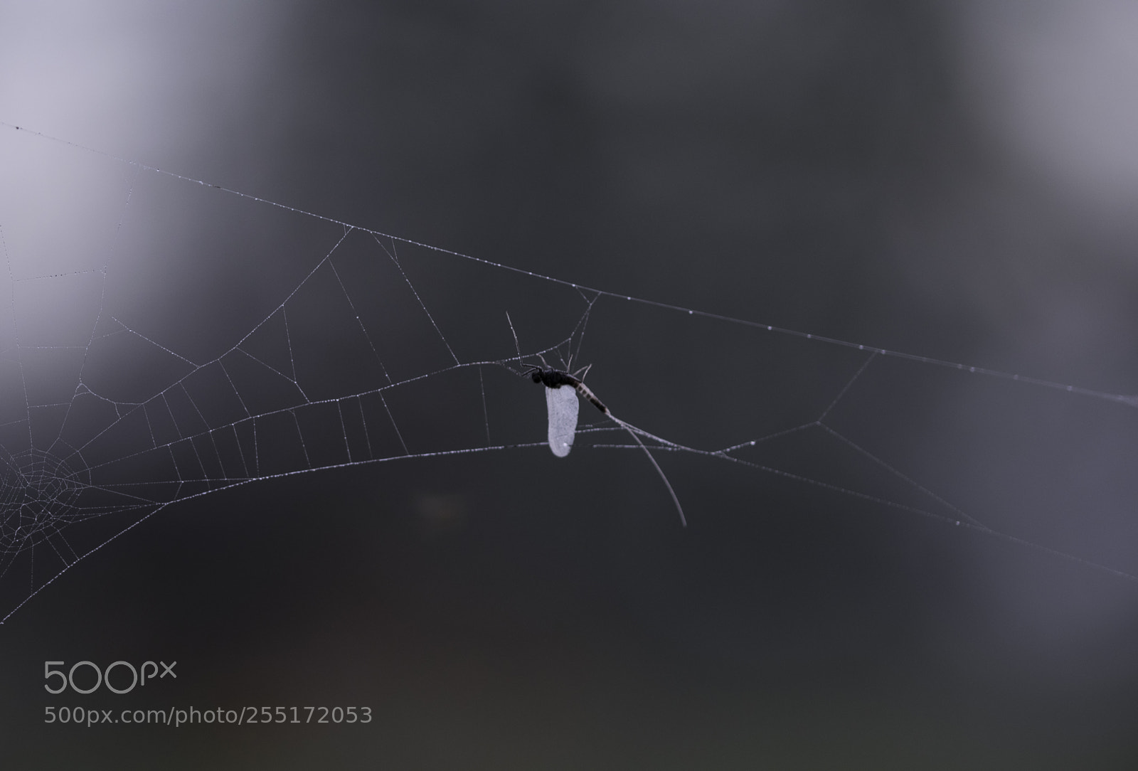 Nikon D5300 sample photo. Insects and butterflies photography