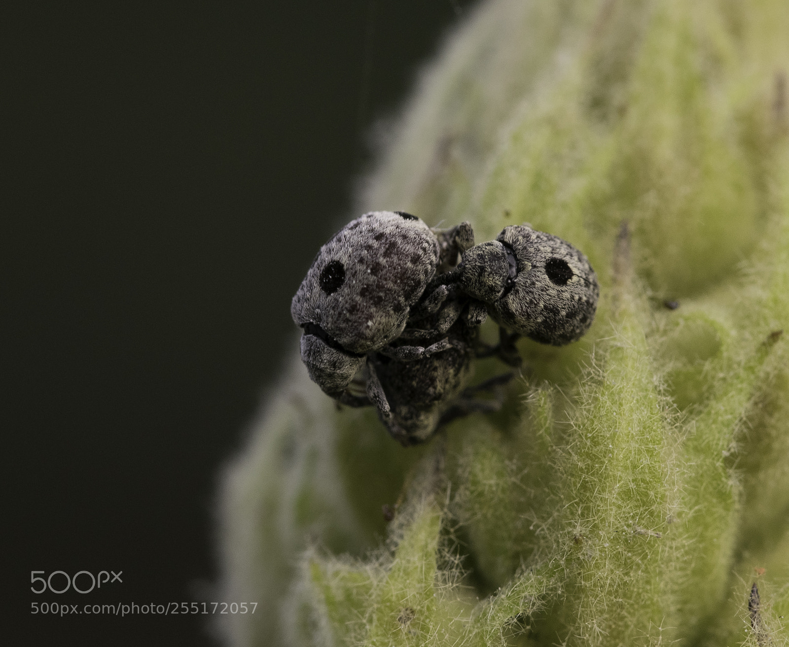 Nikon D5300 sample photo. Insects and butterflies photography