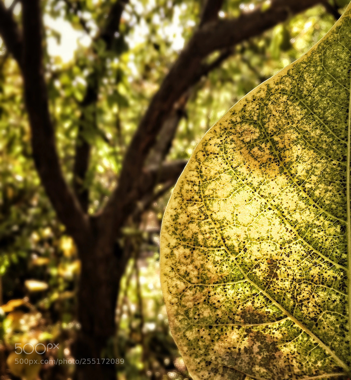 Apple iPhone 6s sample photo. Nature's artwork photography