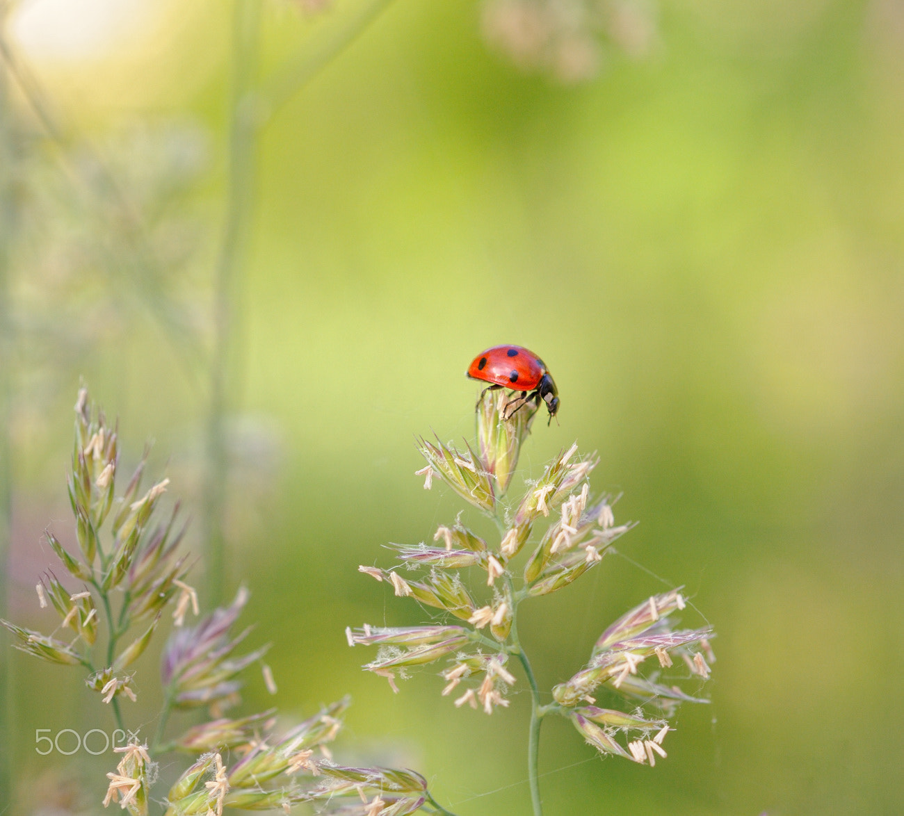 Nikon AF Micro-Nikkor 60mm F2.8D sample photo. Lb photography