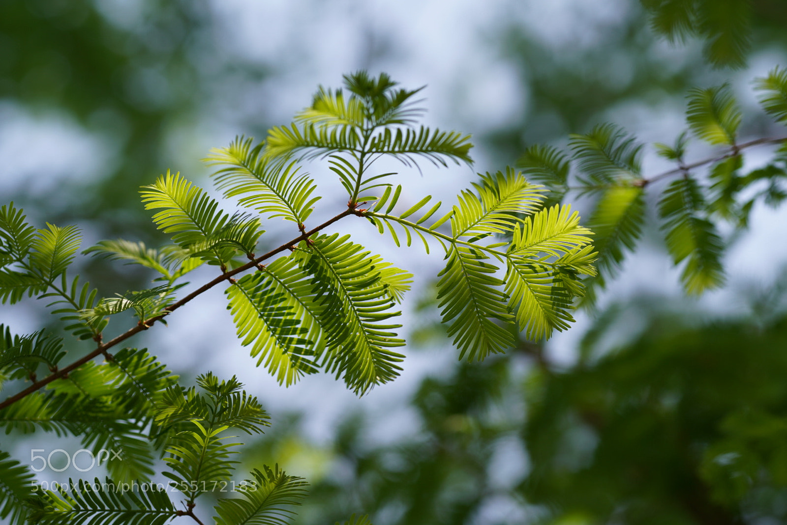 Sony a7R III sample photo. Untitled photography
