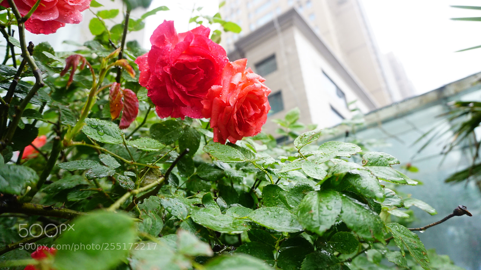 Sony a6000 sample photo. 雨后的惊喜 photography
