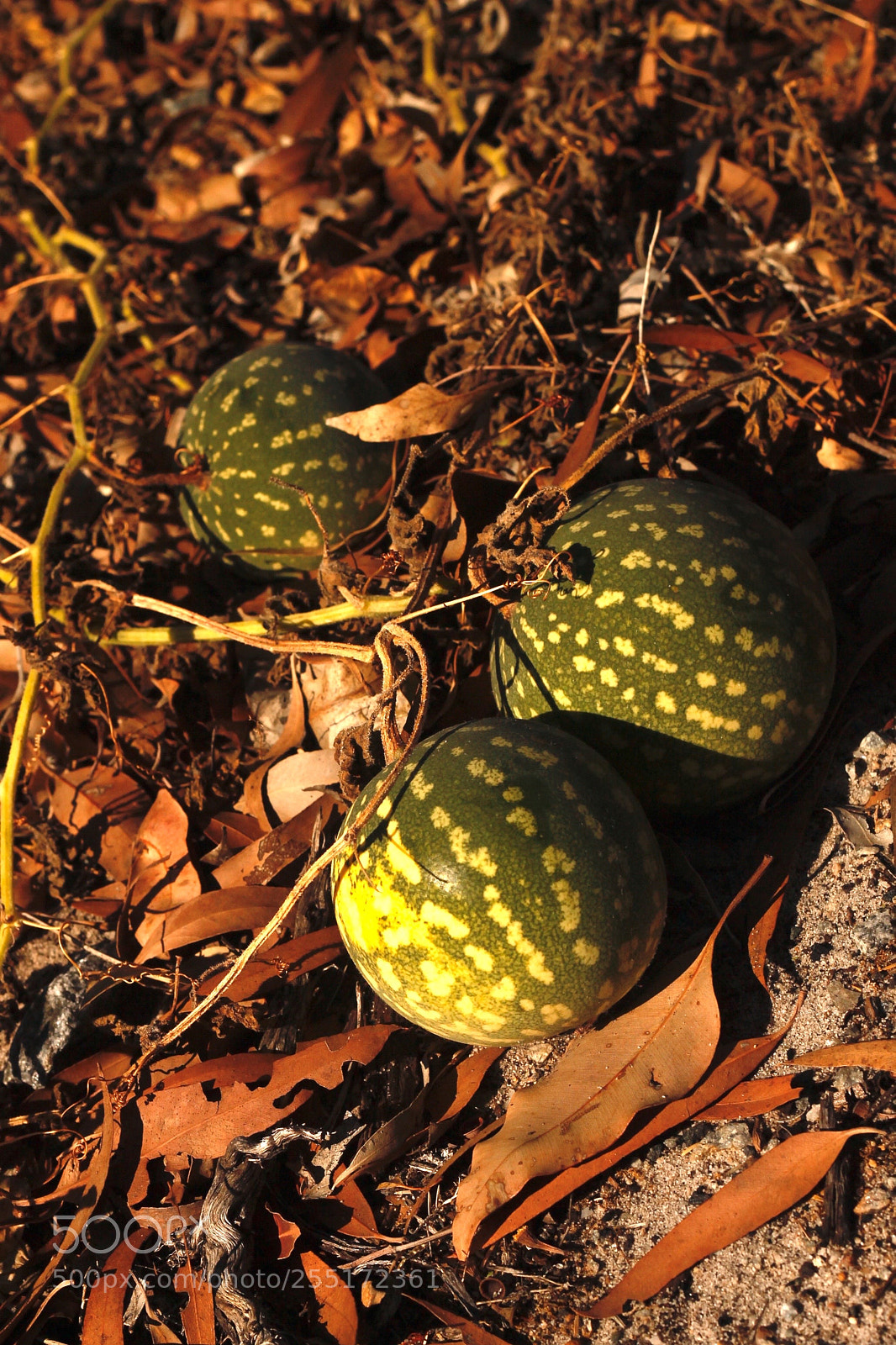 Canon EOS 1100D (EOS Rebel T3 / EOS Kiss X50) sample photo. Paddy melons photography