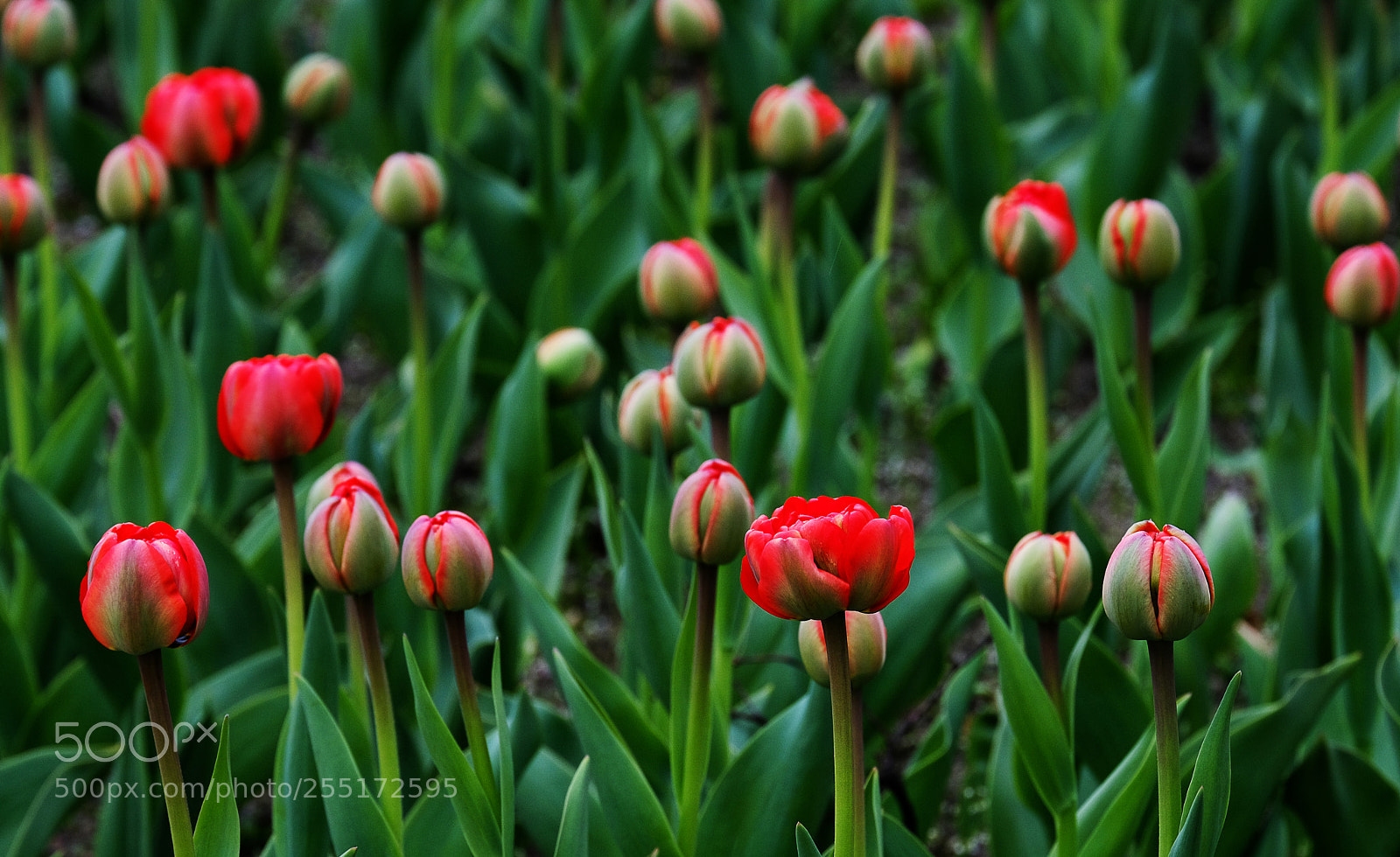 Fujifilm X-T20 sample photo. Buds of red tulips photography