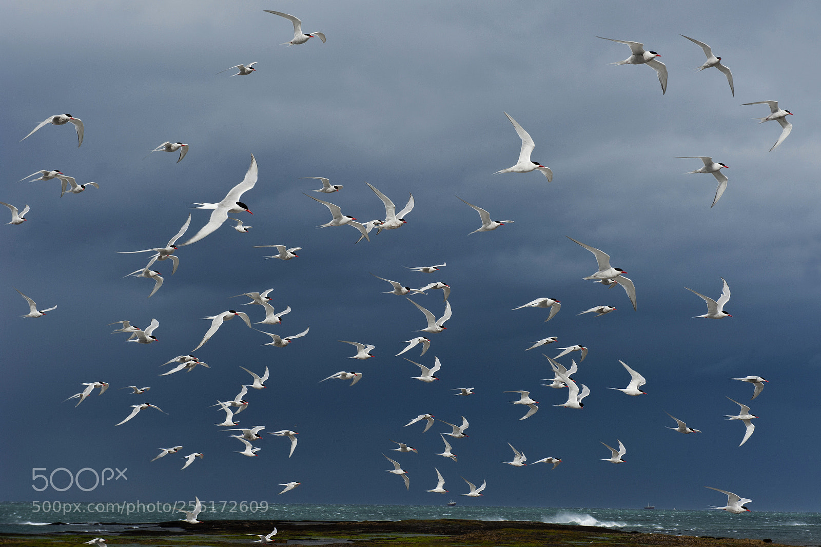 Nikon D700 sample photo. Everywhere photography