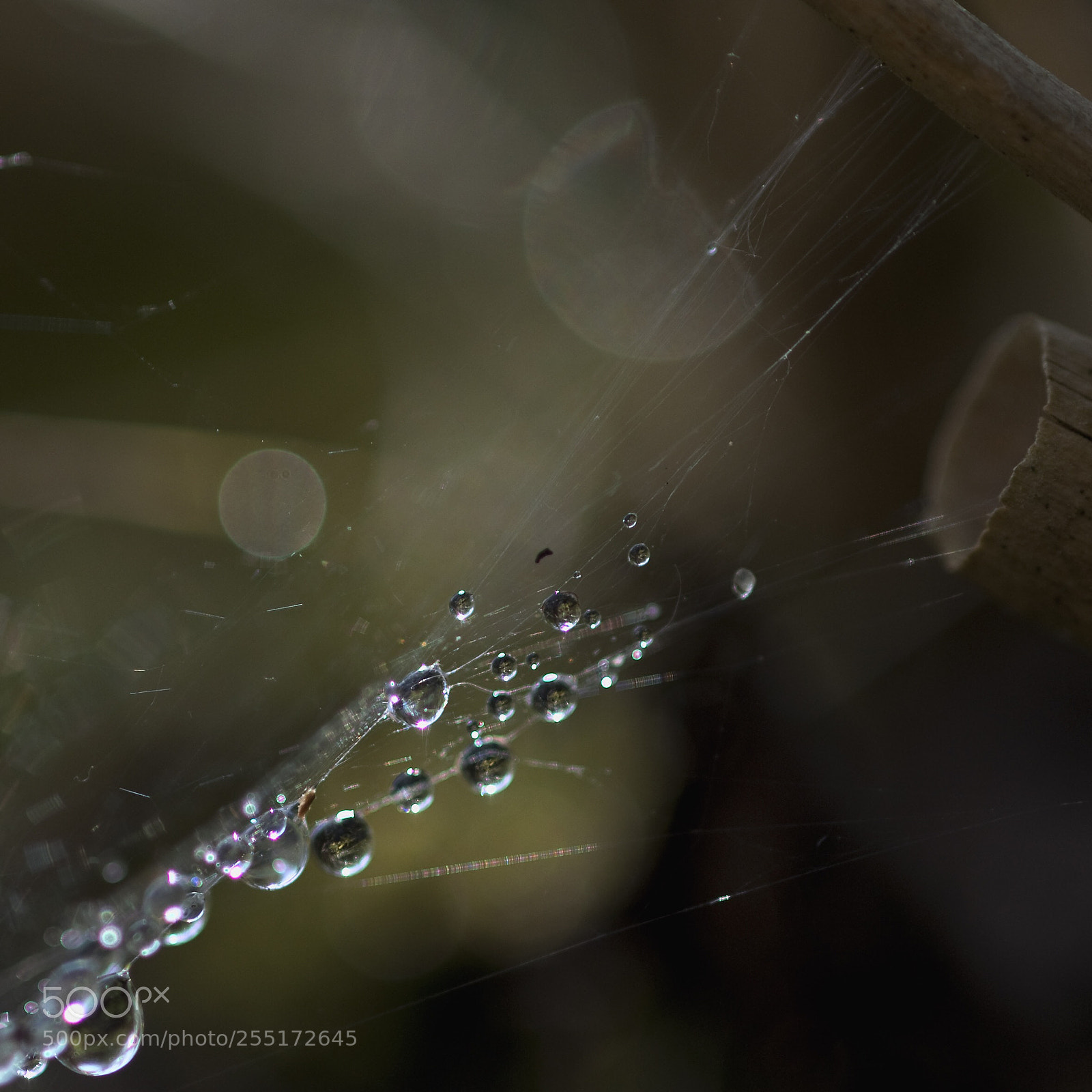 Nikon D300 sample photo. Garden serie photography