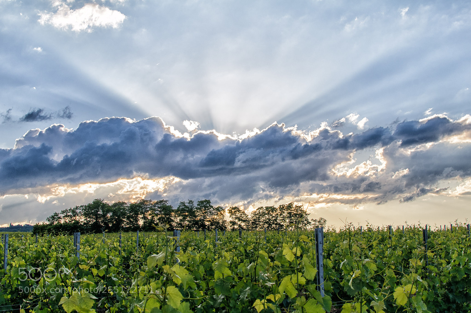 Nikon D300 sample photo. Sun over the vineyard photography