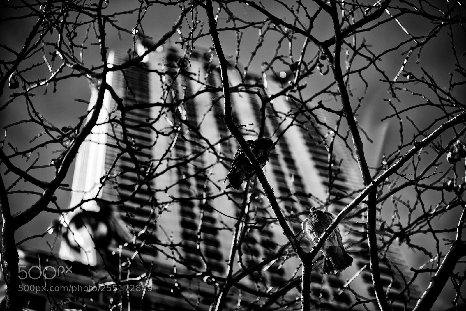 Nikon D810 sample photo. The chrysler building photography