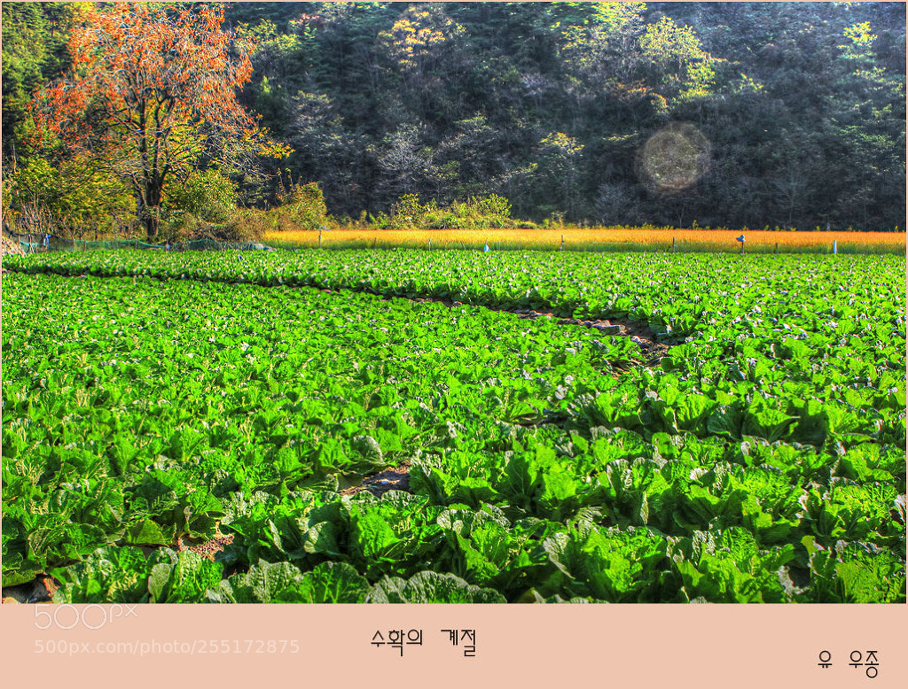 Canon EOS 60D sample photo. 가을들녁 photography