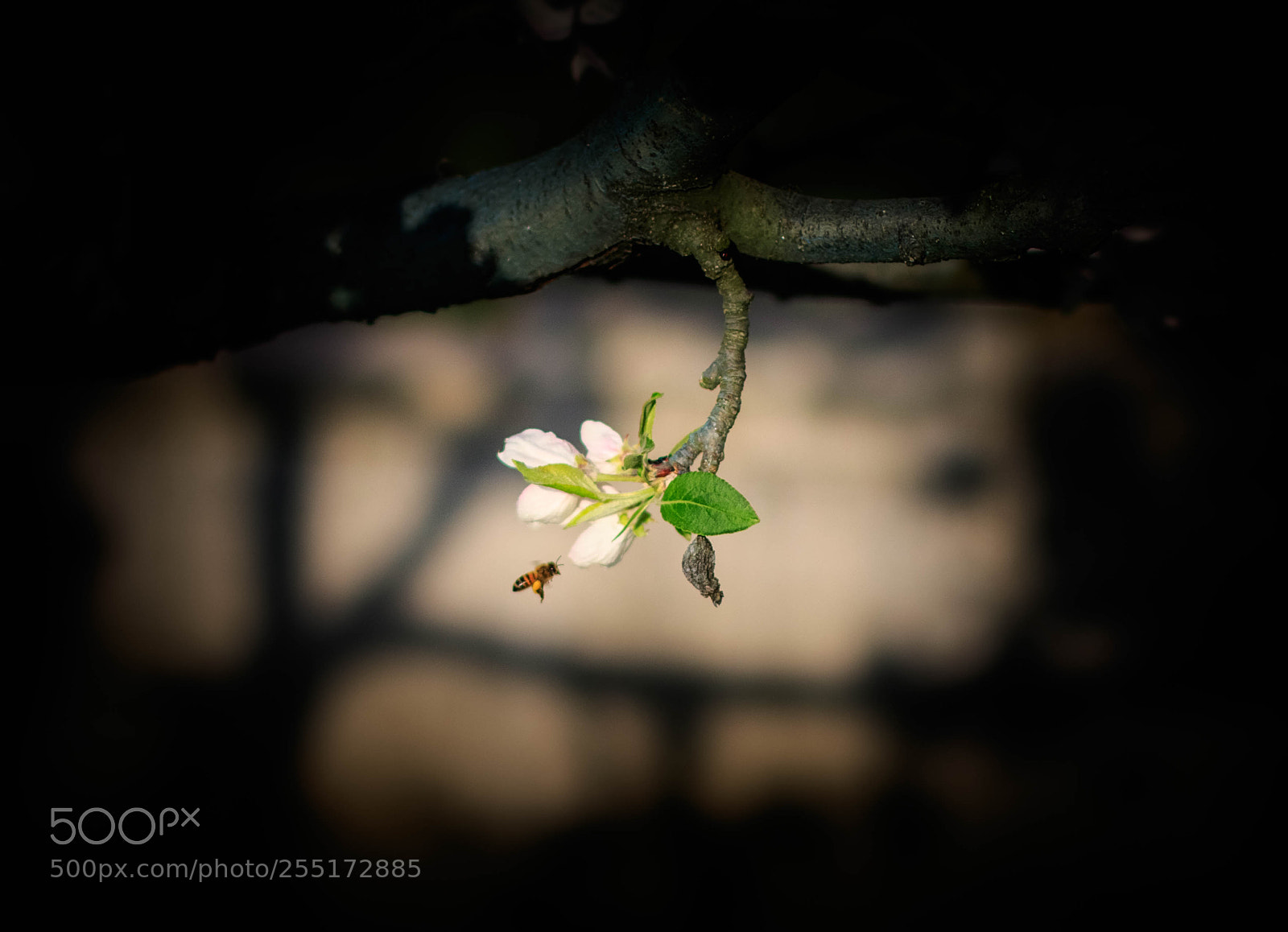 Canon EOS 7D Mark II sample photo. Bee at work photography